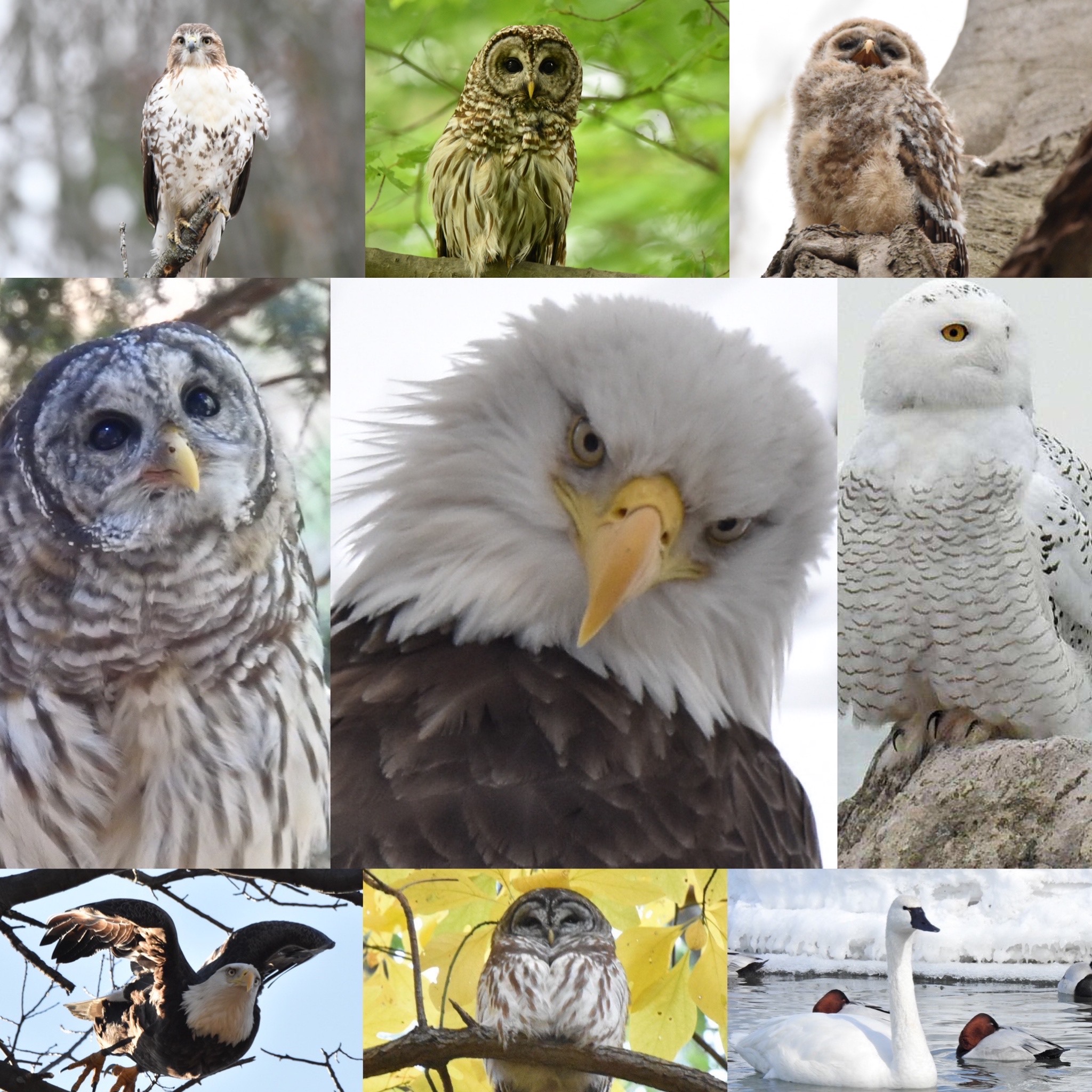 Stunning nature photography of wildlife | eagles, baby owls, adult owls, hawks, and swans