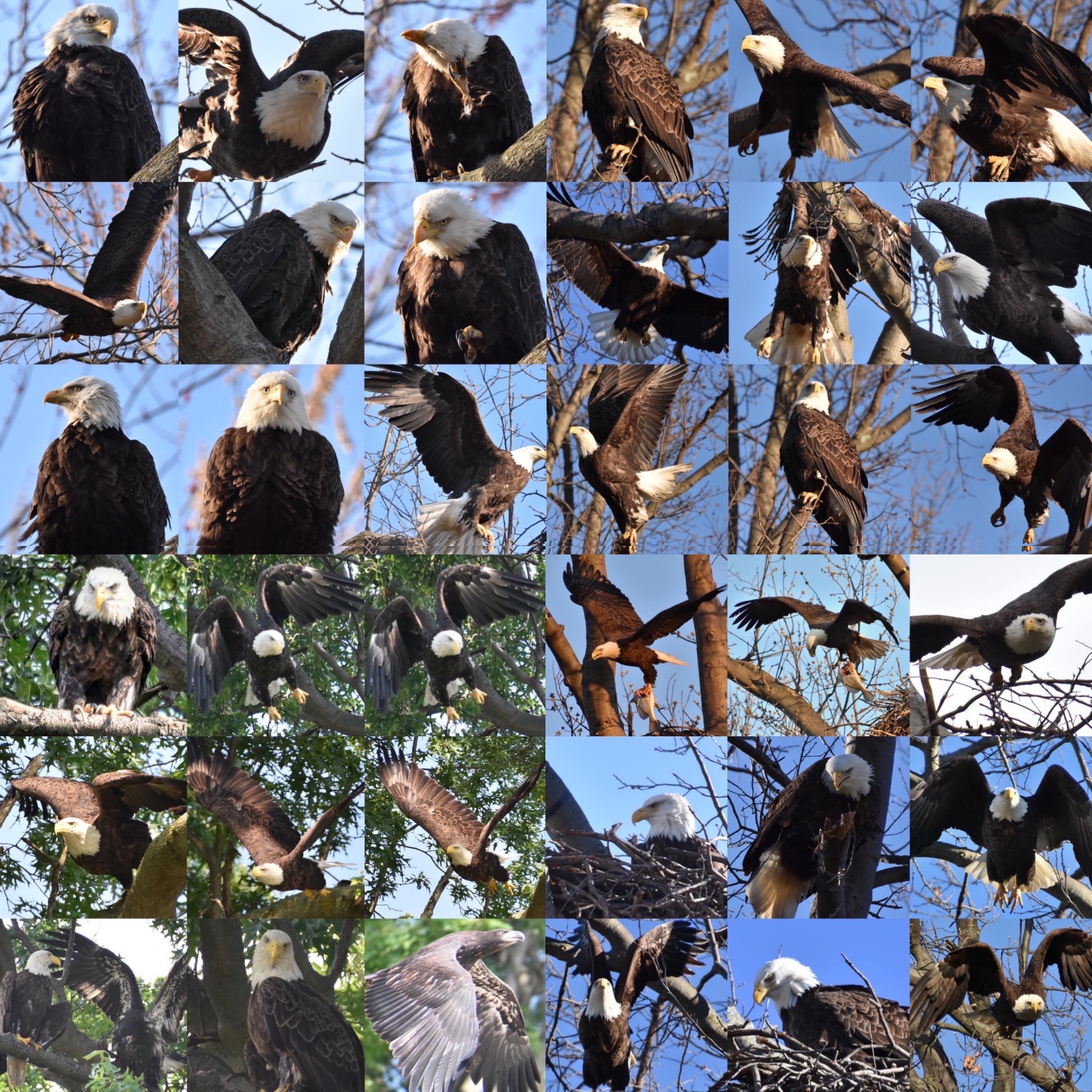 Twelve photos of eagles | flying, feeding fish, and sitting still