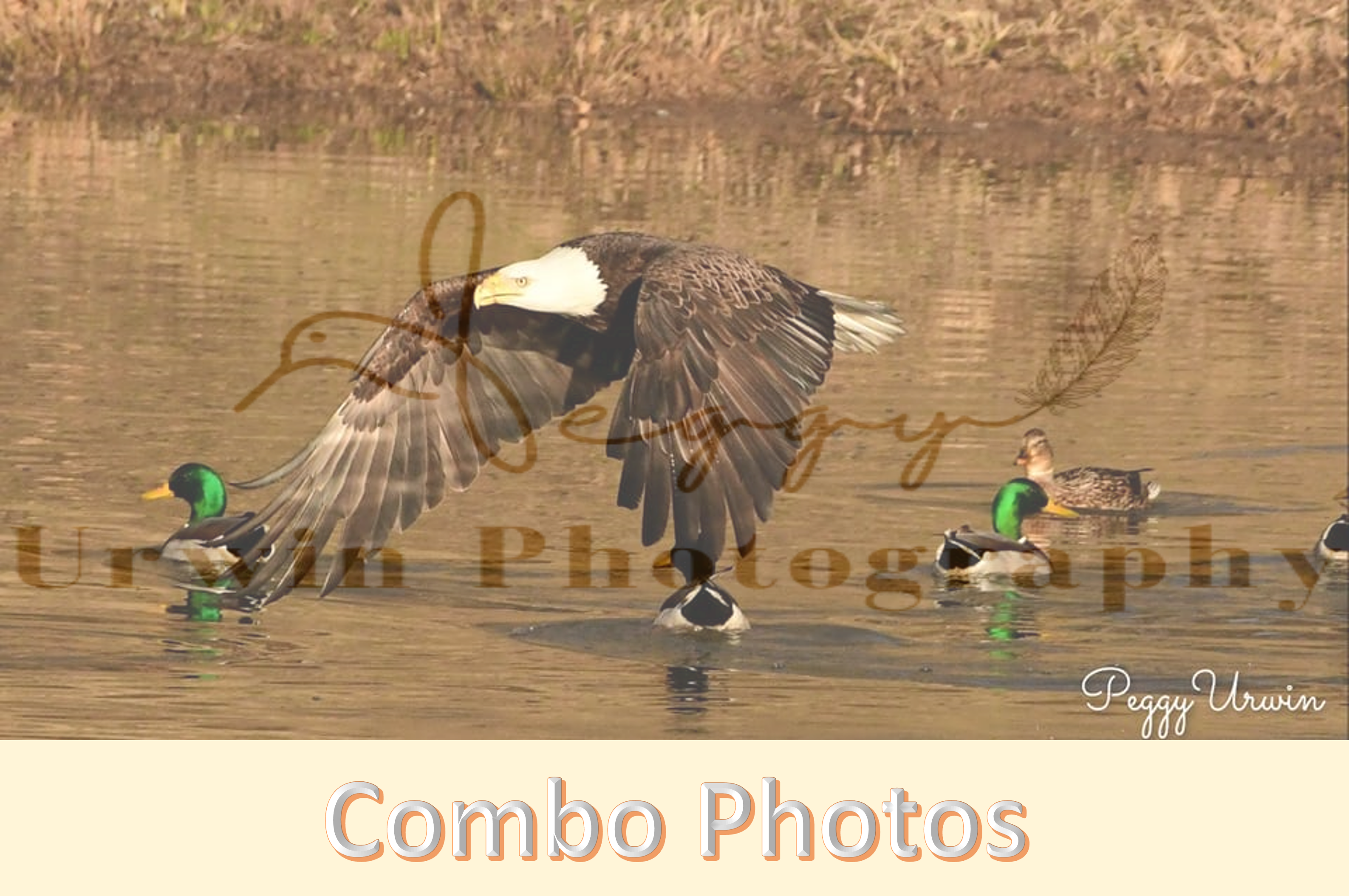 Stunning nature photography of wildlife | eagles, baby owls, adult owls, hawks, and swans