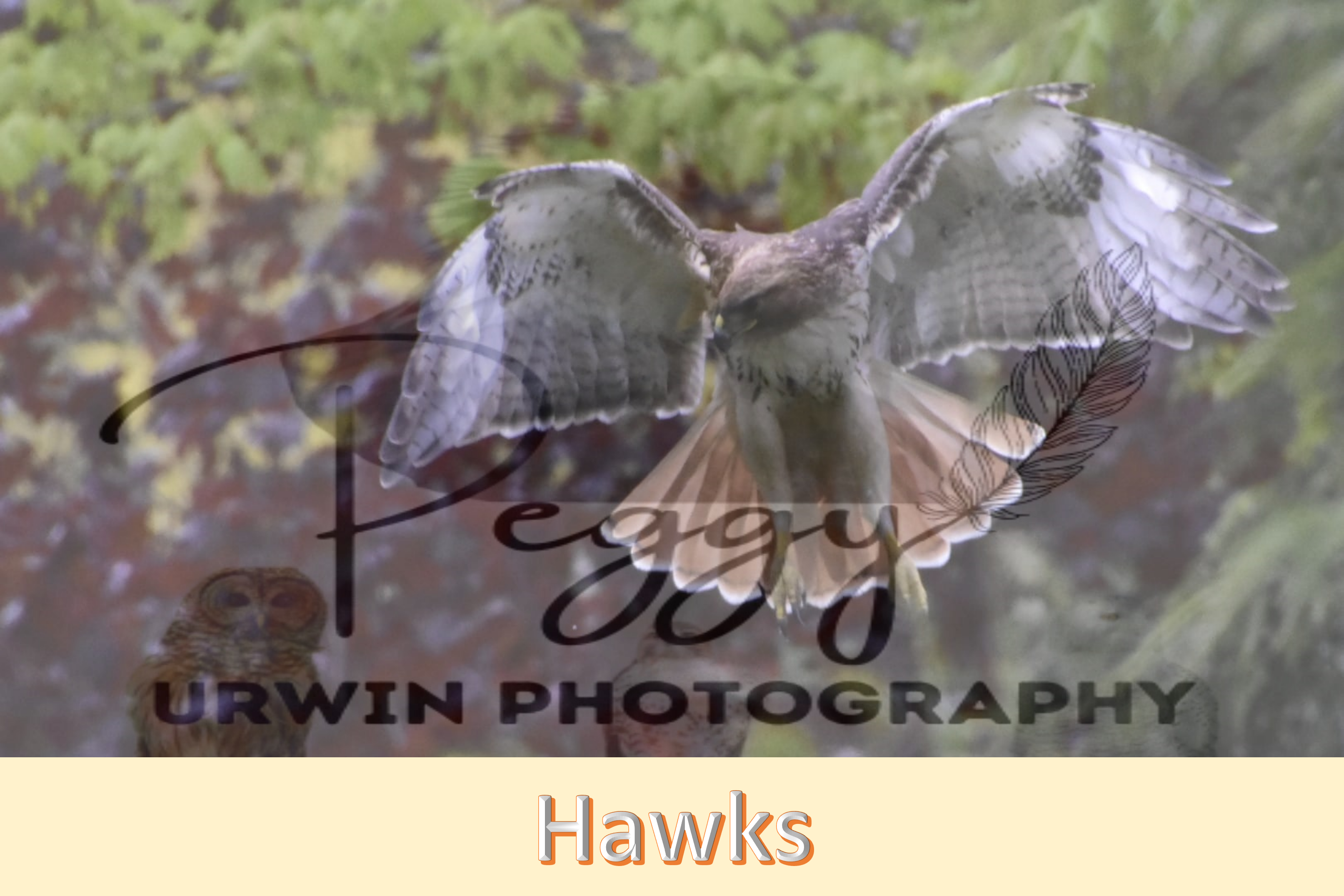 Hawks | Red-tailed Hawks