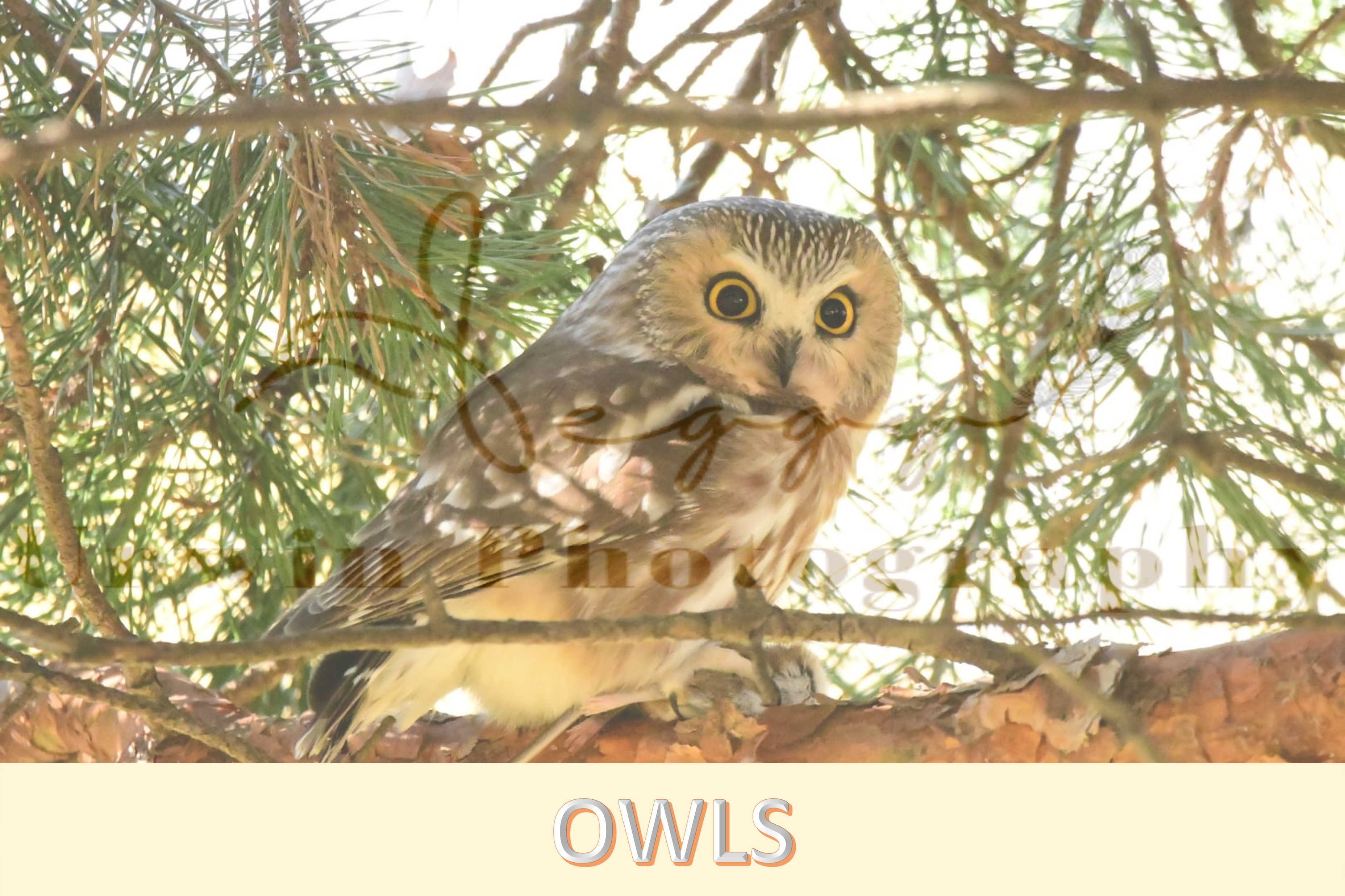 Barred owls | Snowy owls | Baby owls | fledgling | owlet photography | Baby Owl