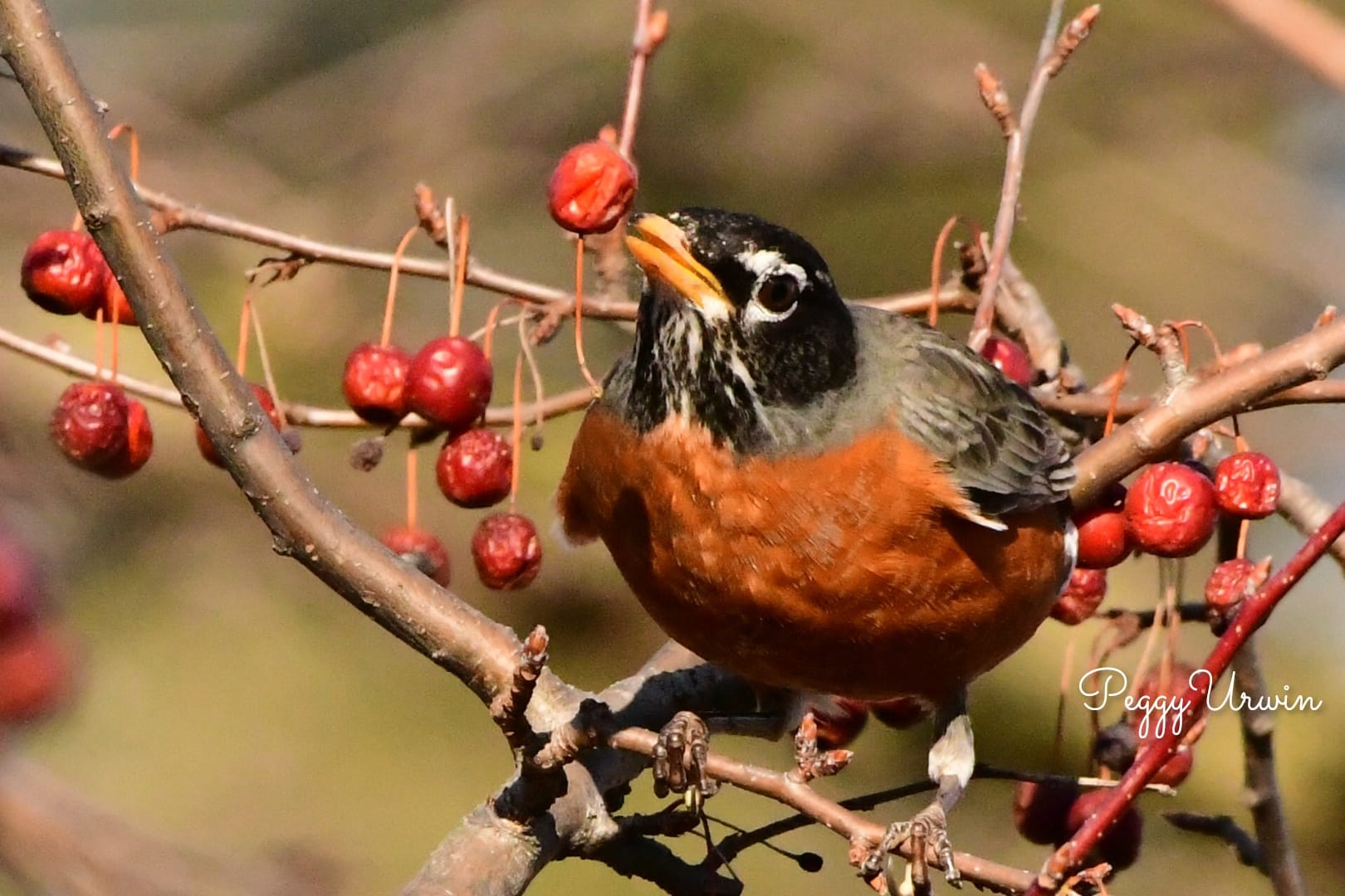 beautiful photo of a Robin eating a cherry off a tree