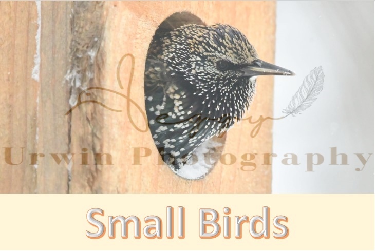 Photographs of small birds