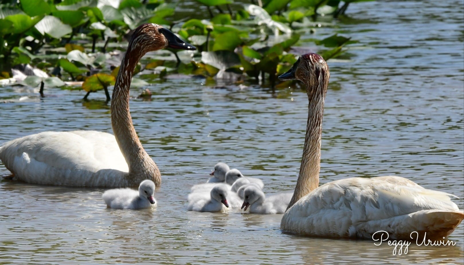 Stunning adult swans with their cygnets