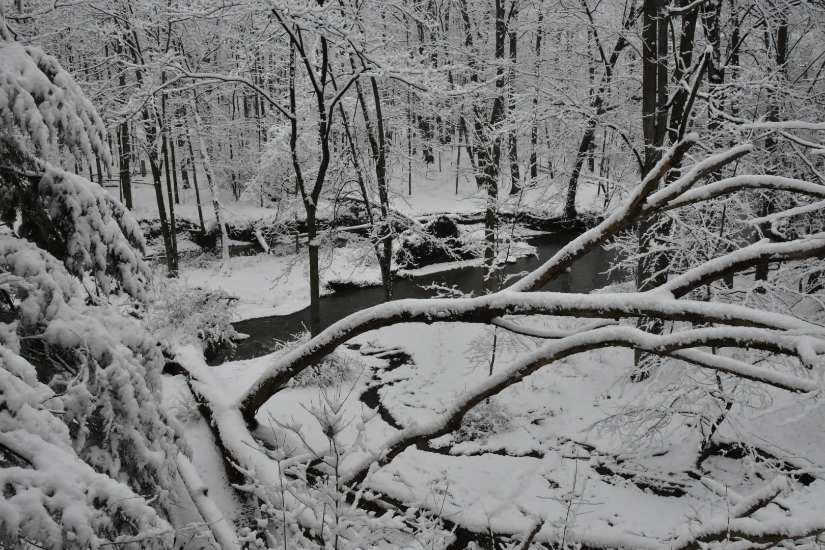 Stunning nature photography of wildlife of a winter landscape