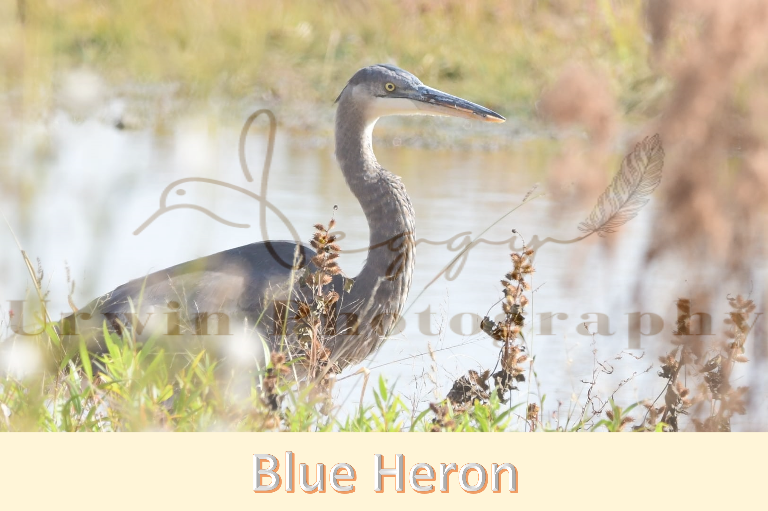 Blue Heron photography