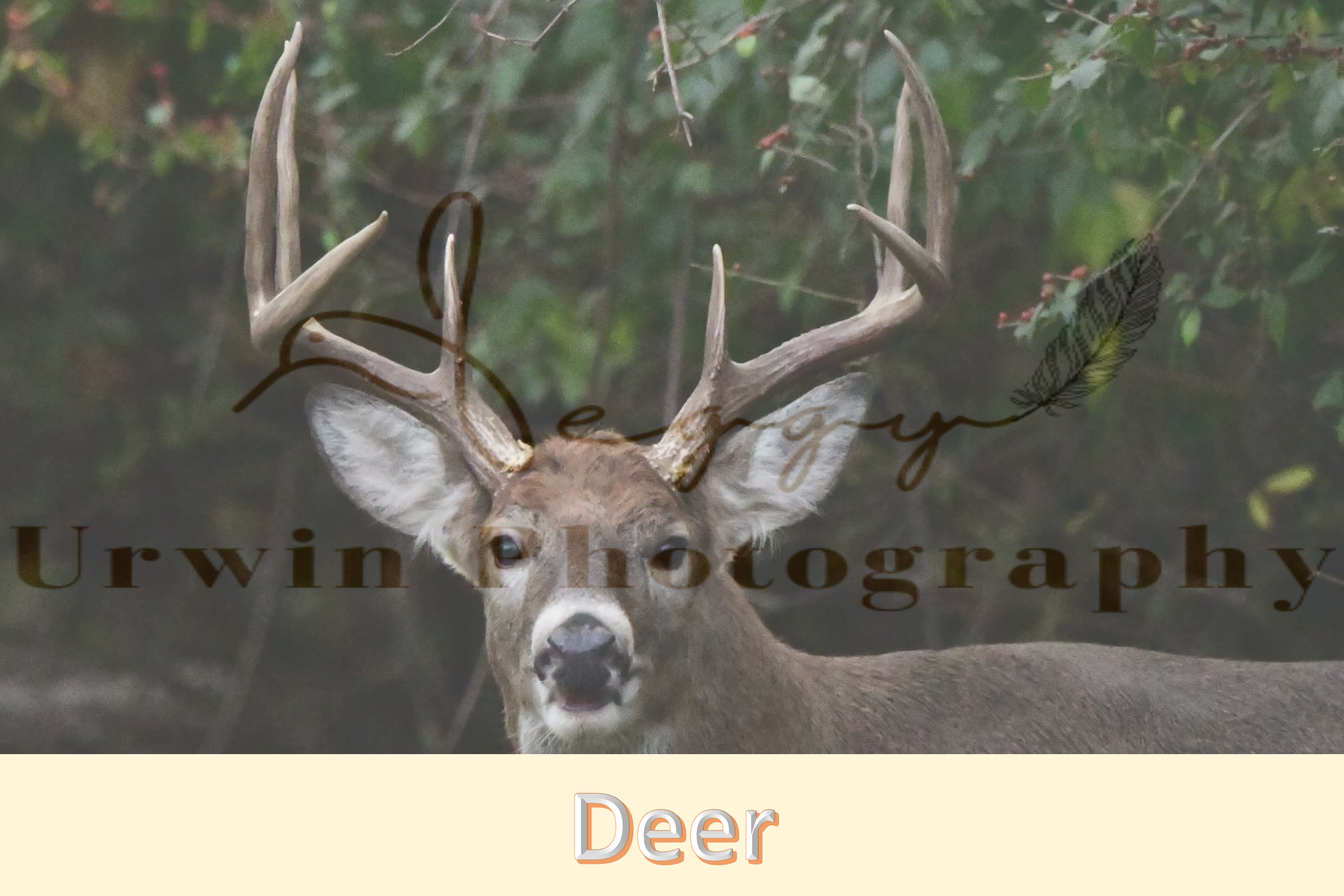 Deer photography | Deer with Antlers | Running Deer