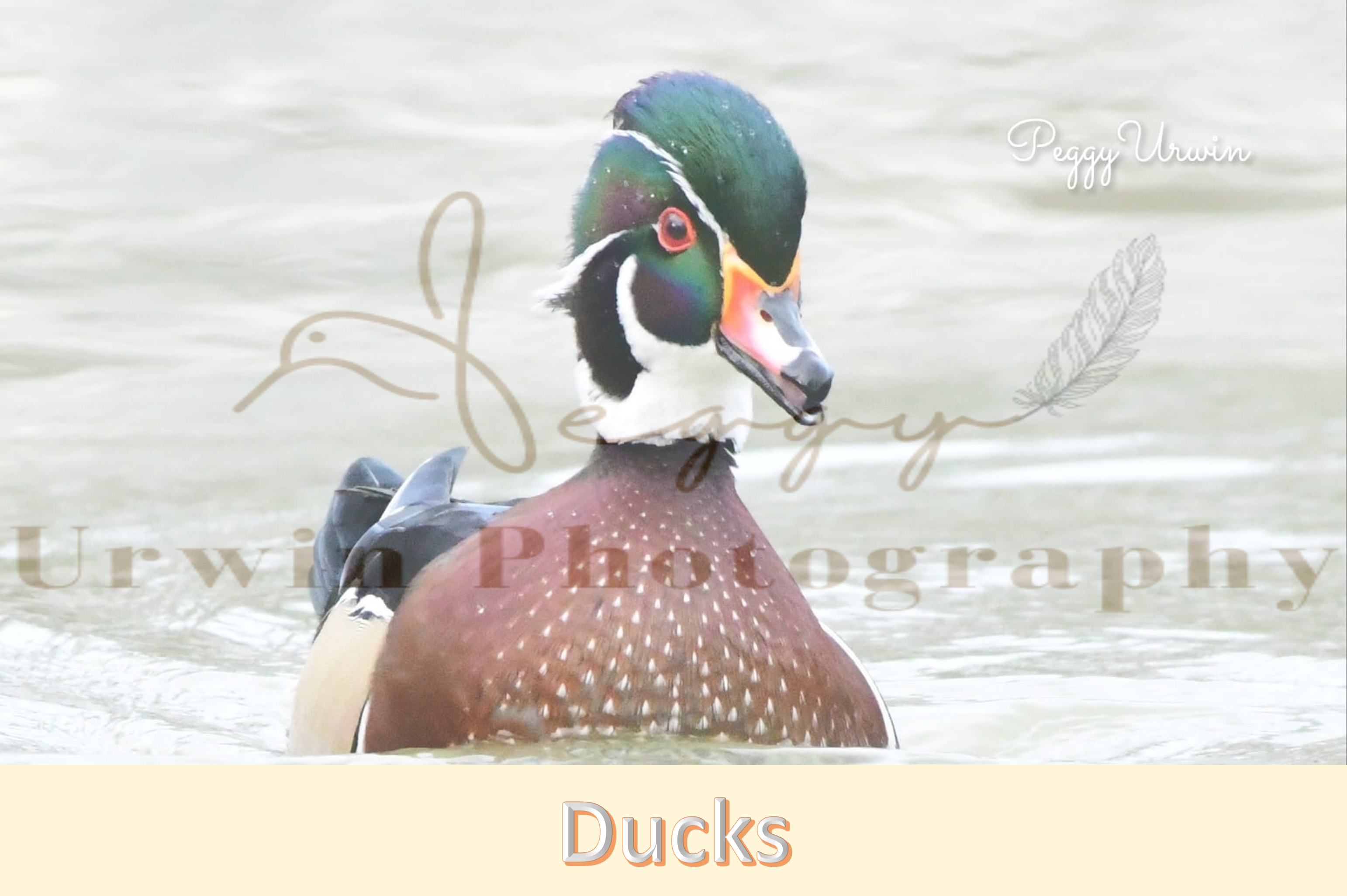 Ducks | Mallard Duck Photography