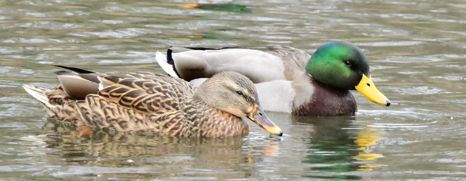 mallard ducks | pretty green head of a mallard duck