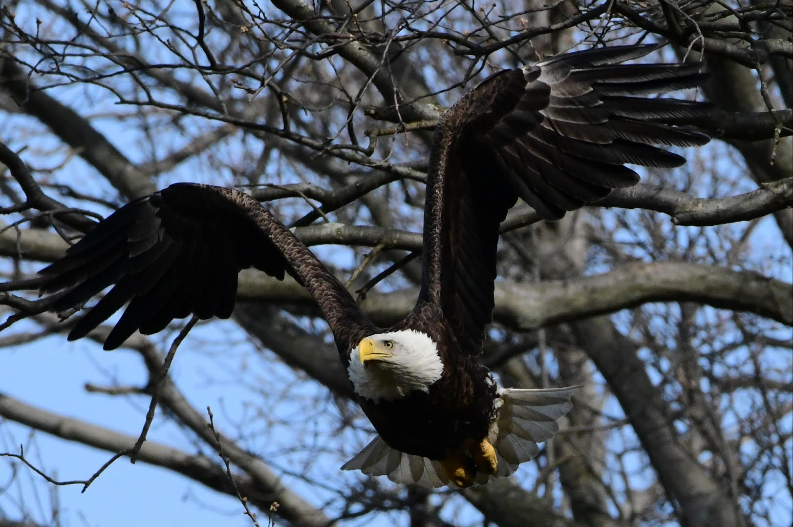 Eagle taking flight