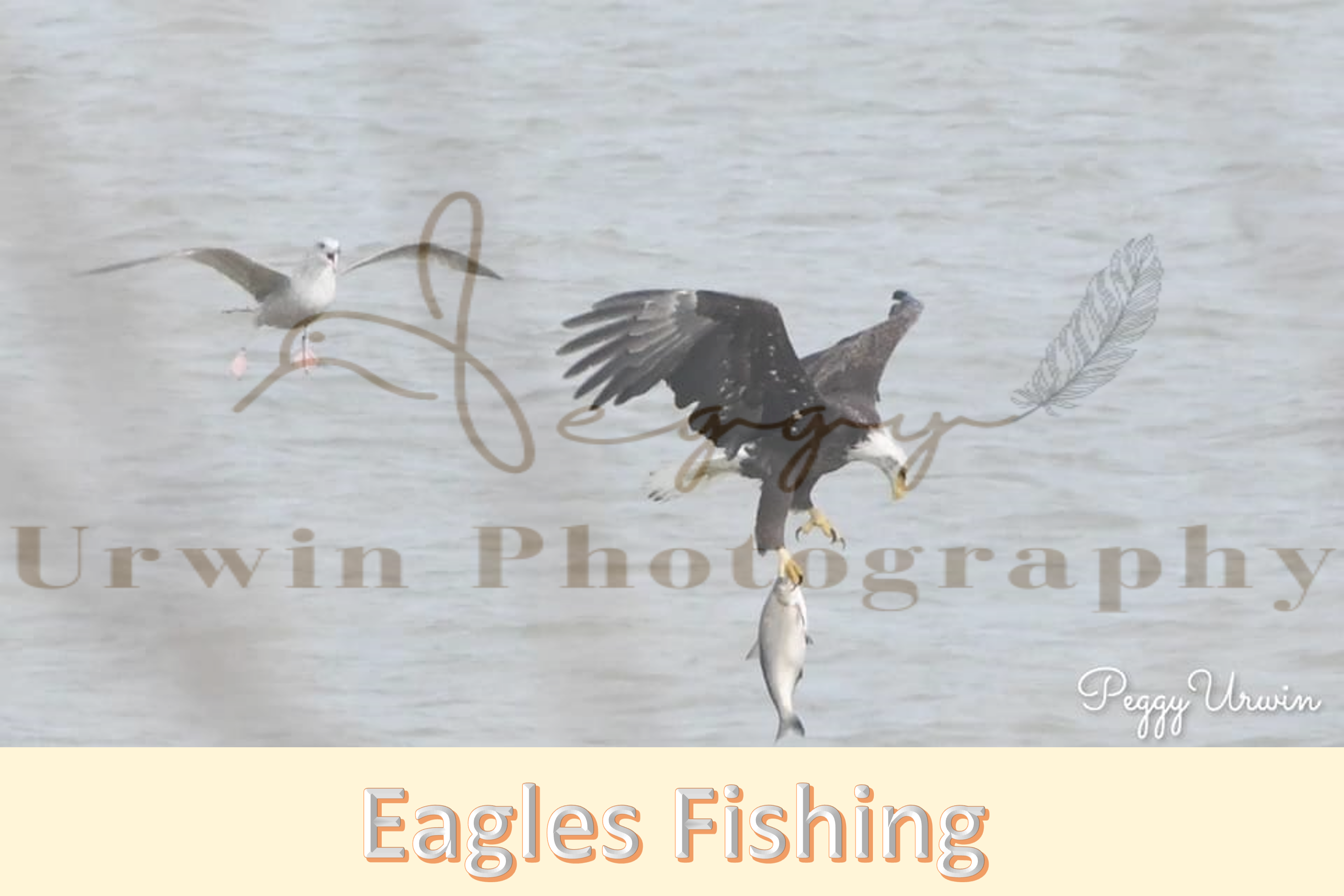 photographs of eagles flying with fish or osprey flying with fish