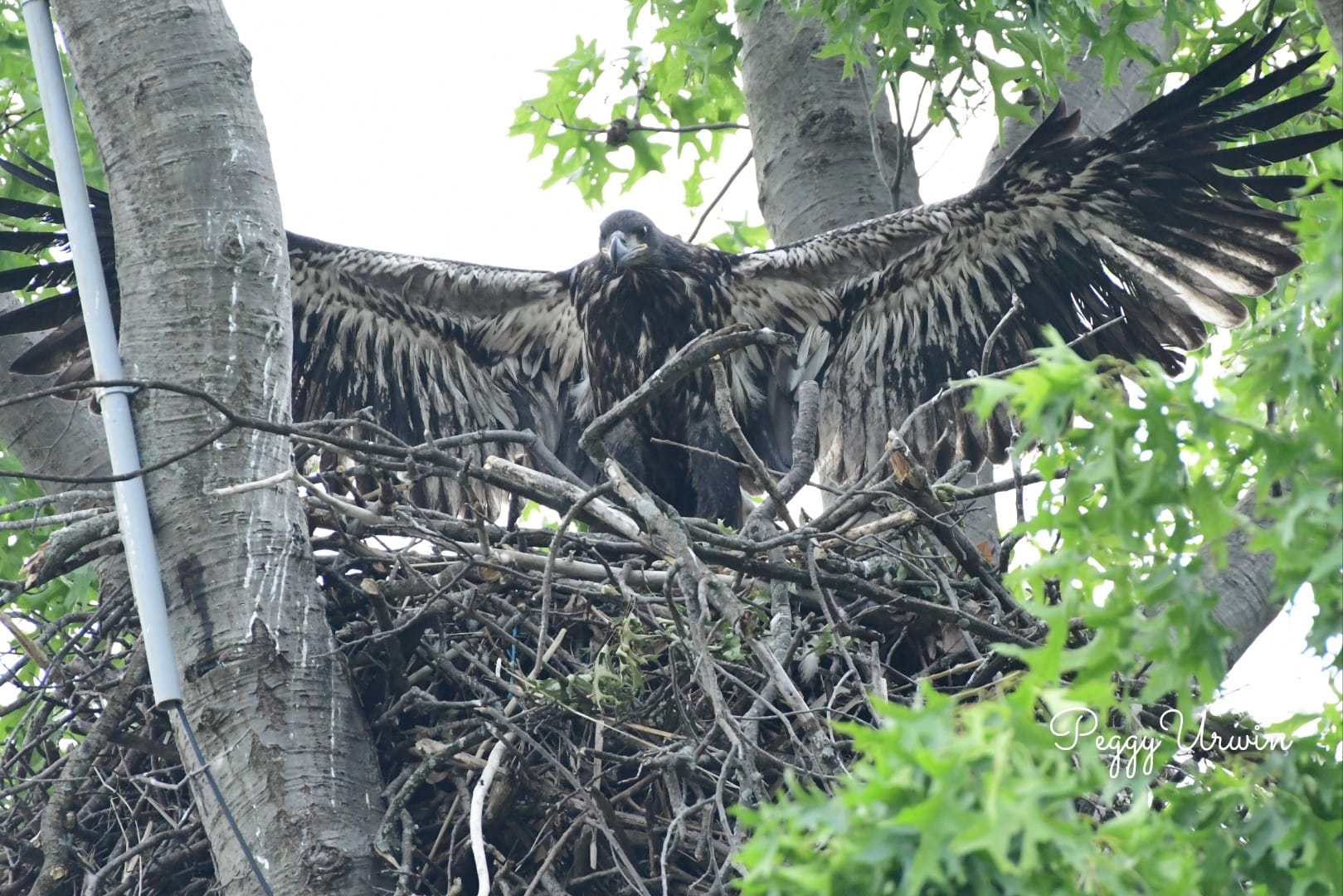 Young Eagle showing off its wingspan