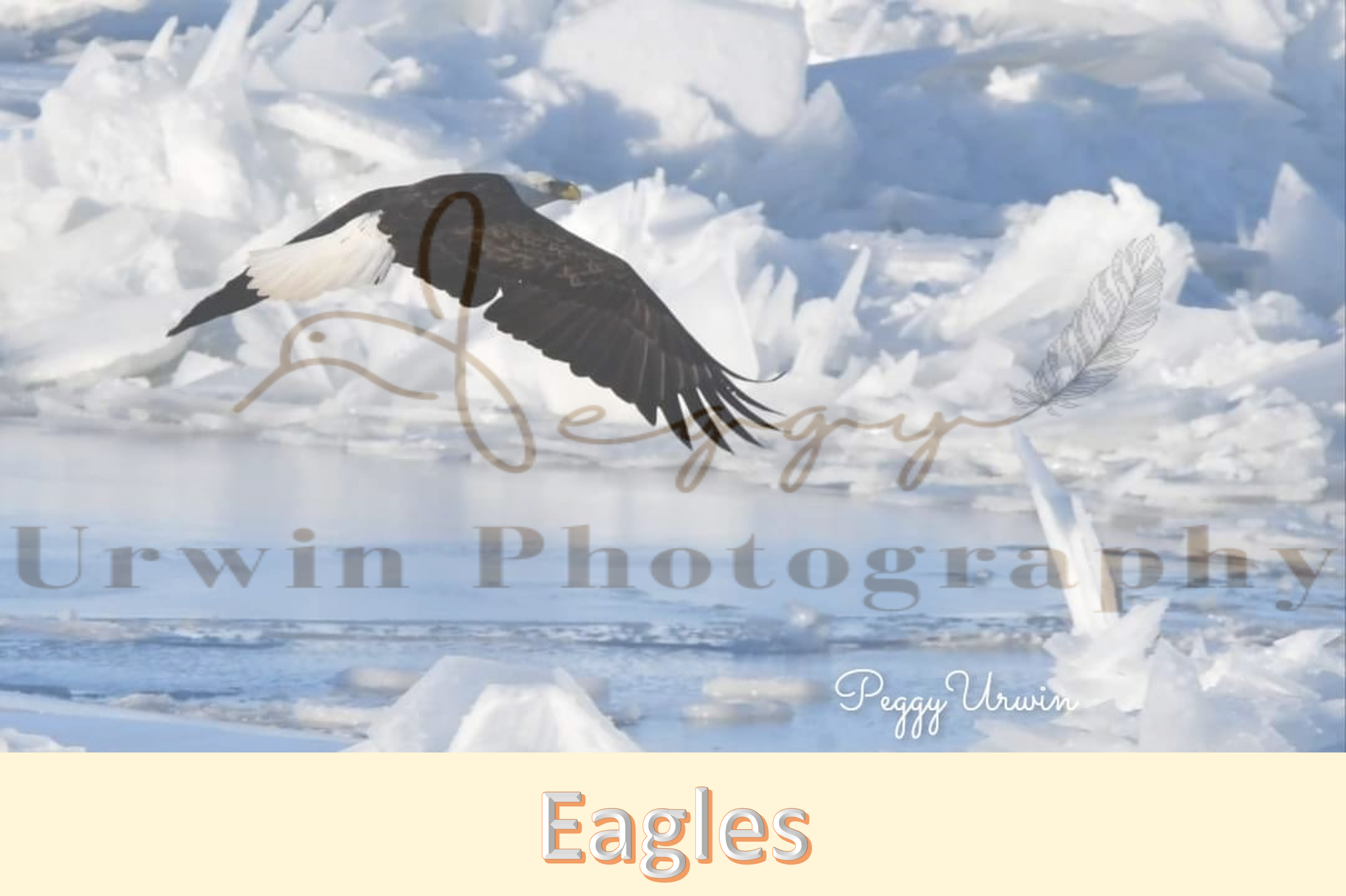 Eagles in the winter | Eagles in every season | Over 50 photos of Eagles