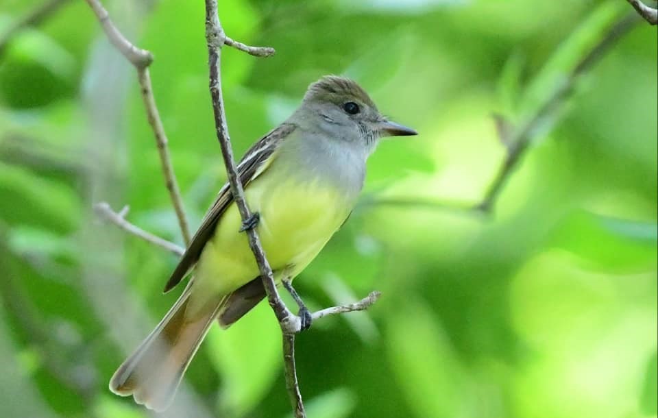 Stunning colorful flycatcher