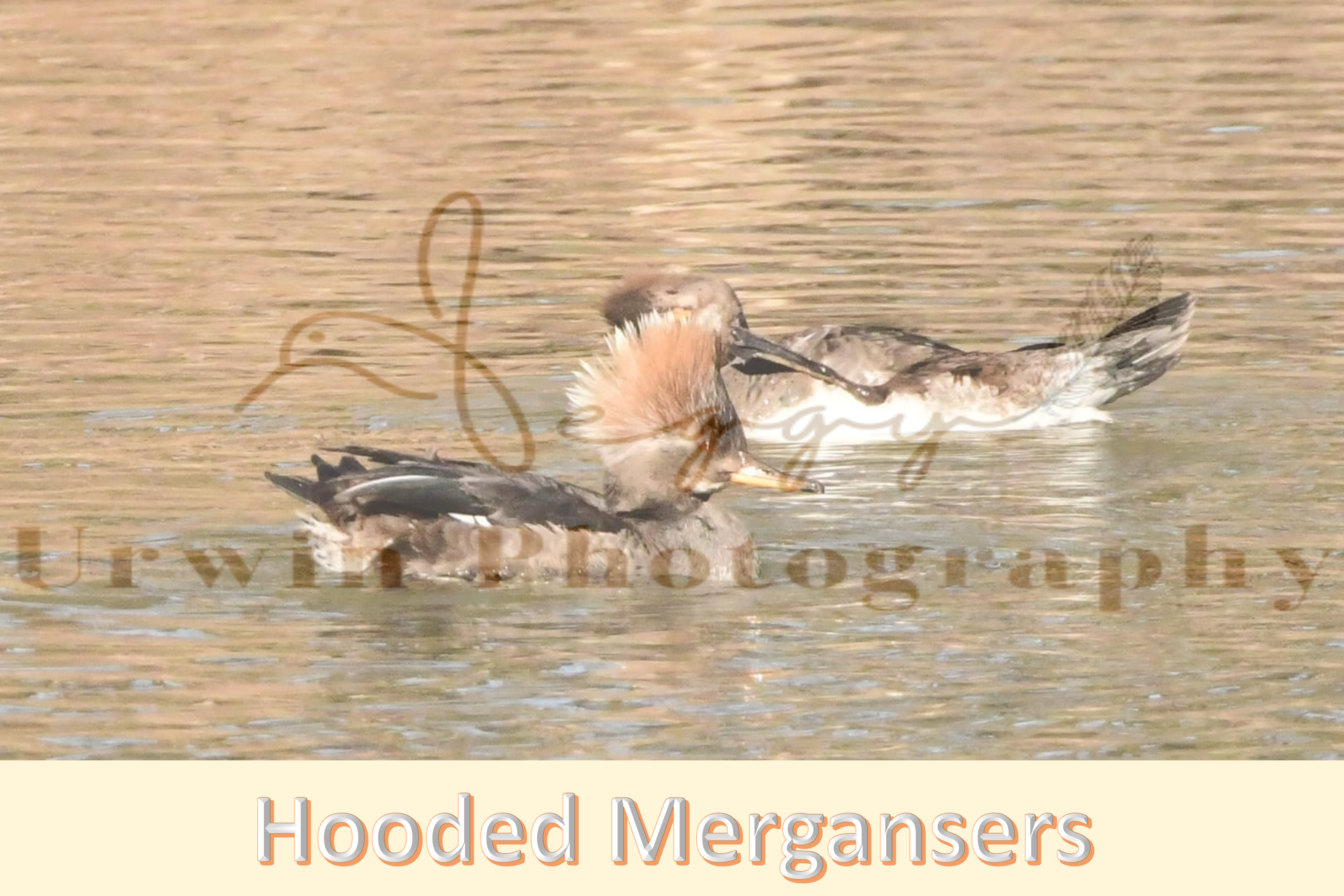 hooded merganser photography