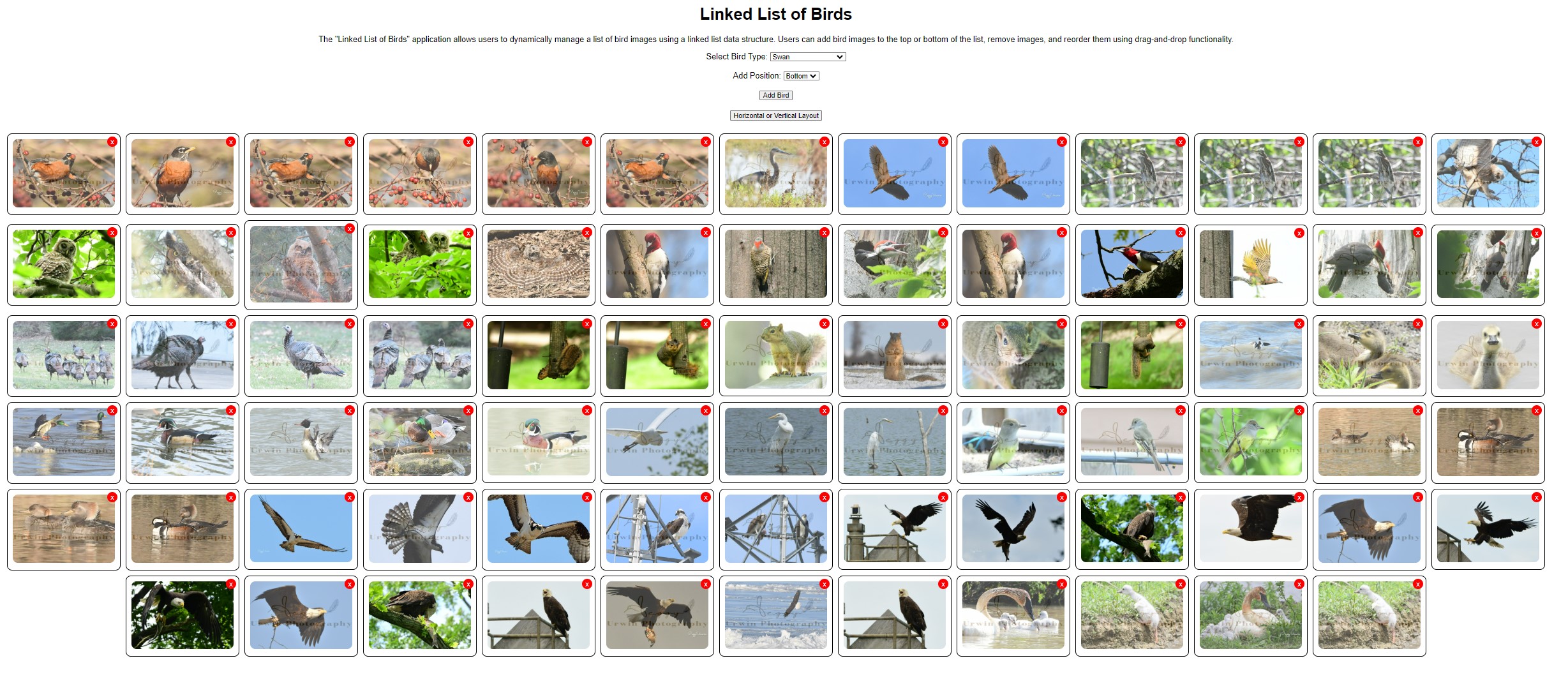 Linked List of Birds