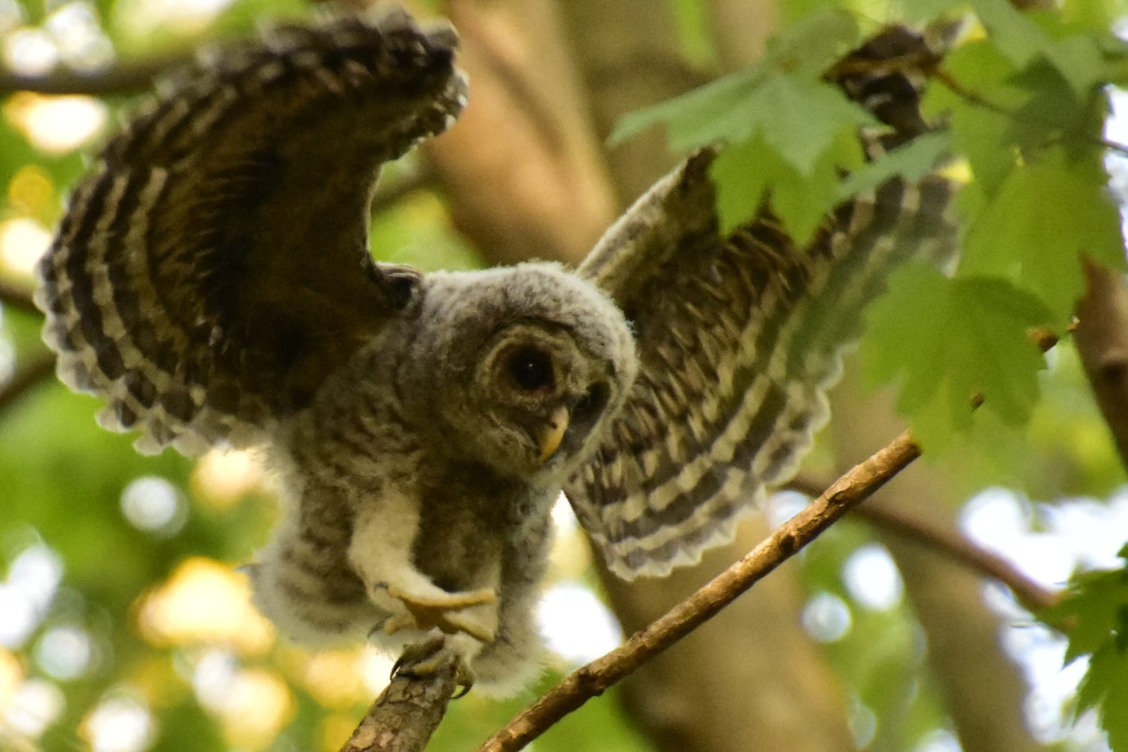 baby owl flapping its wings, but too scared to take flight off of the branch