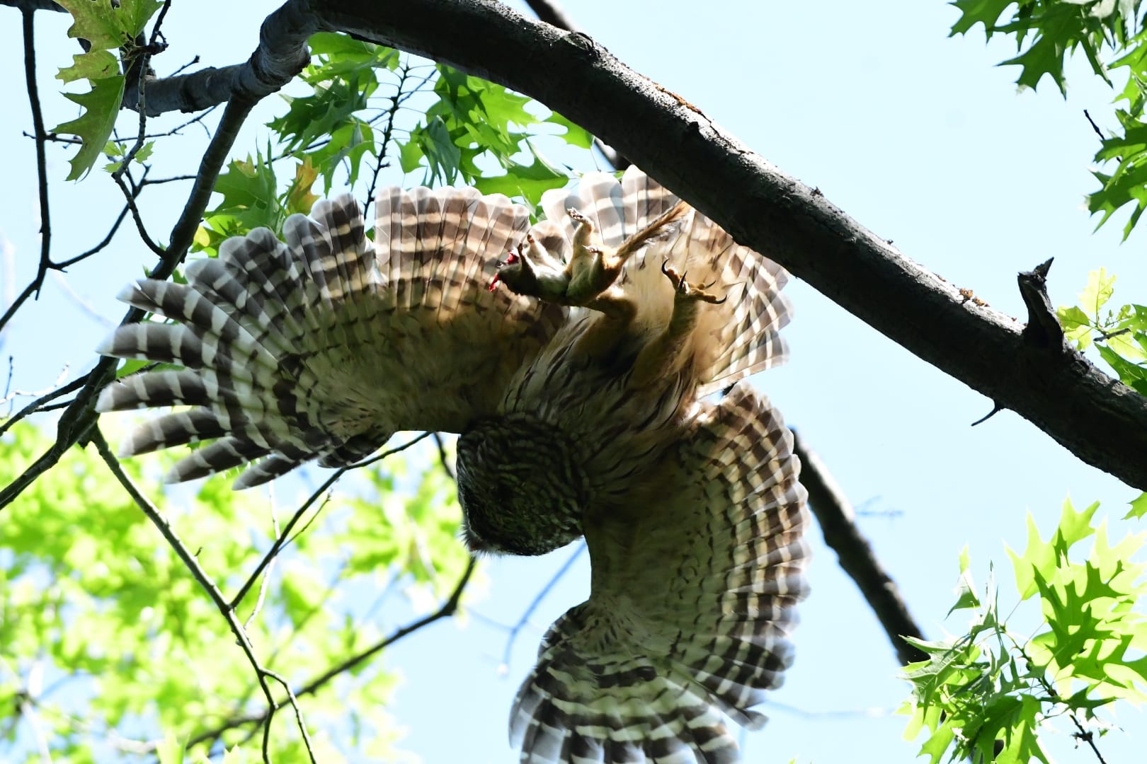 Incredible owl photograph taking off from a tree | ground-level view | terrestrial view | captures the owls beautiful wings from underneath