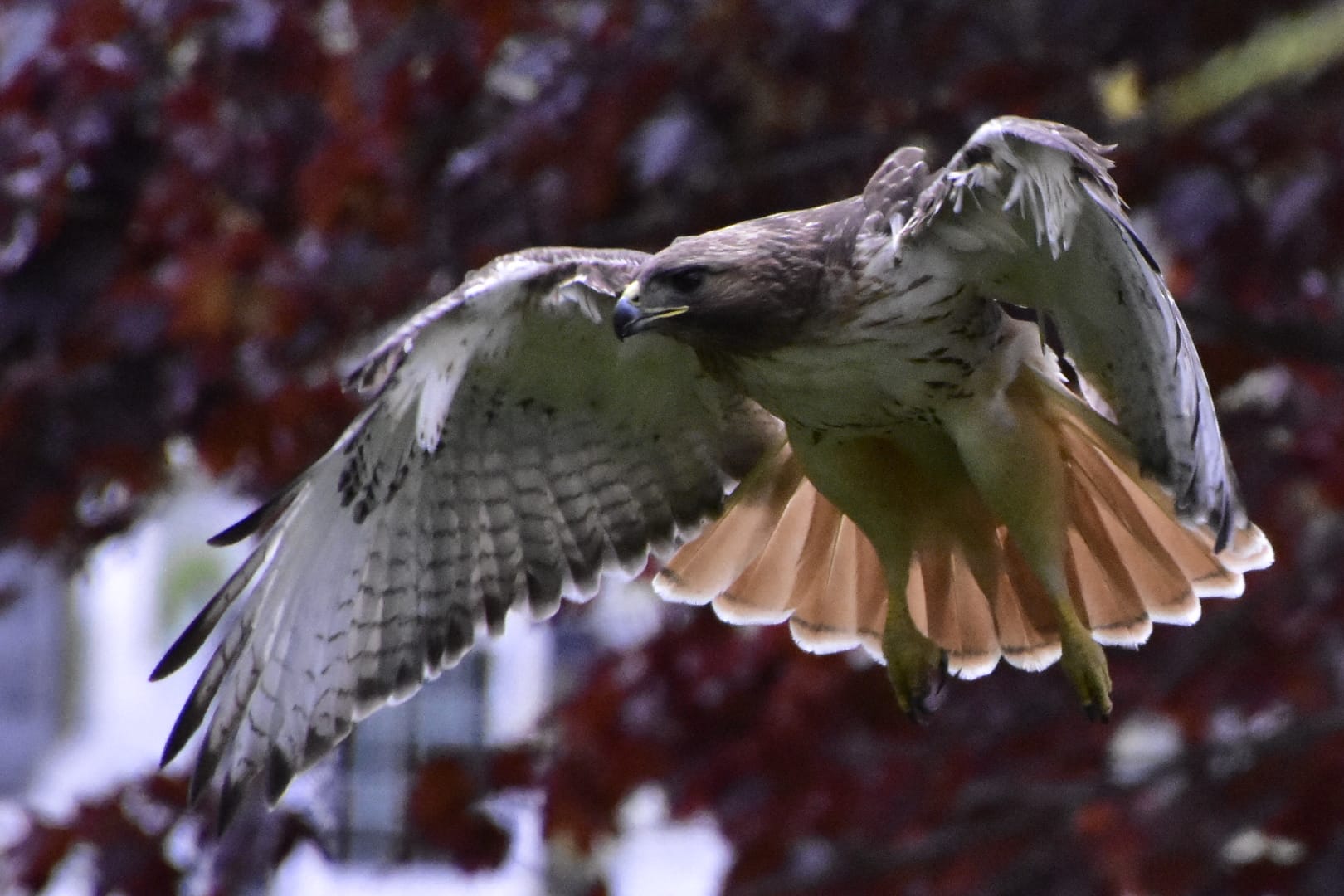 red-tailed hawk close up | hawk wingspan