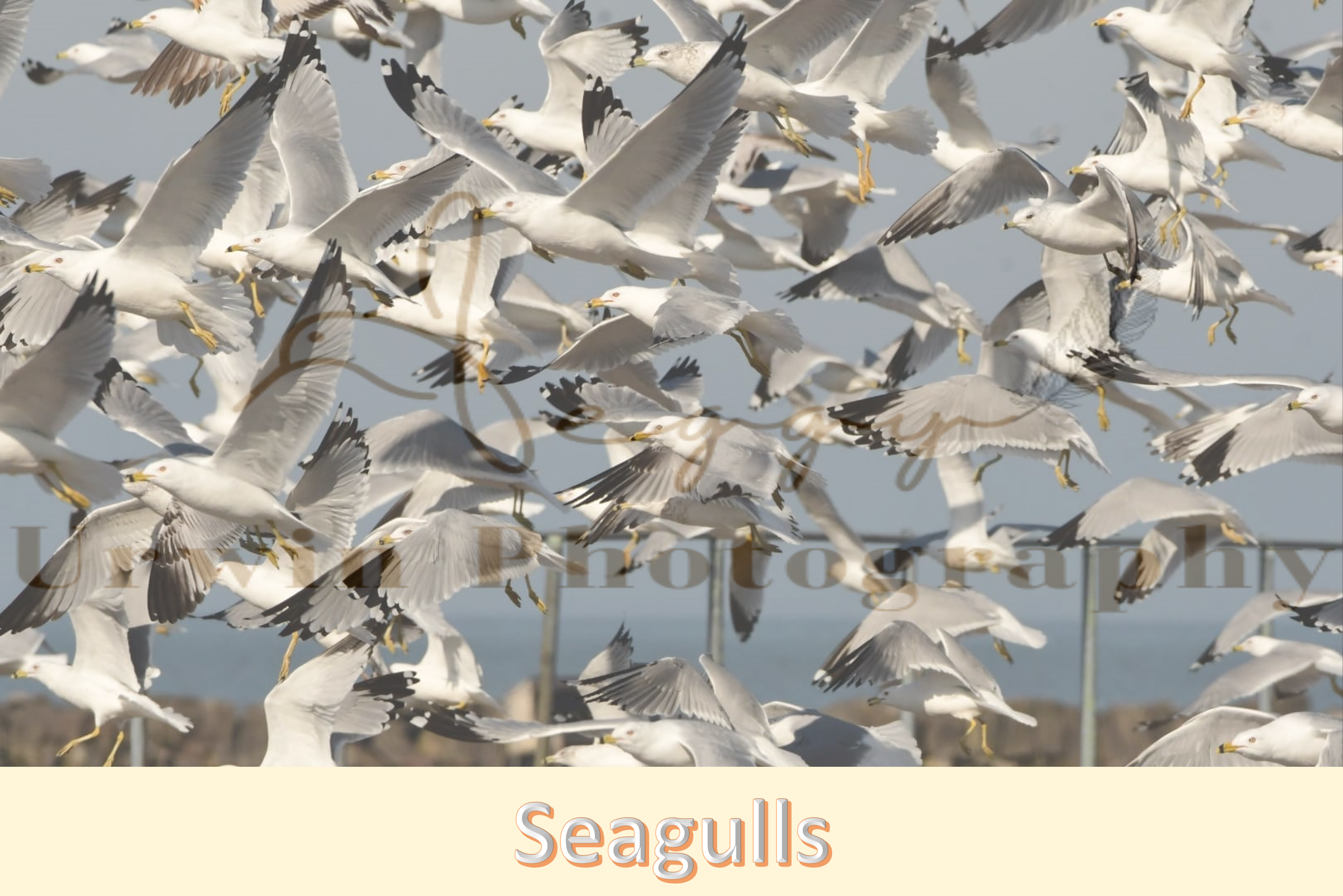 Seagull photography | Seagulls