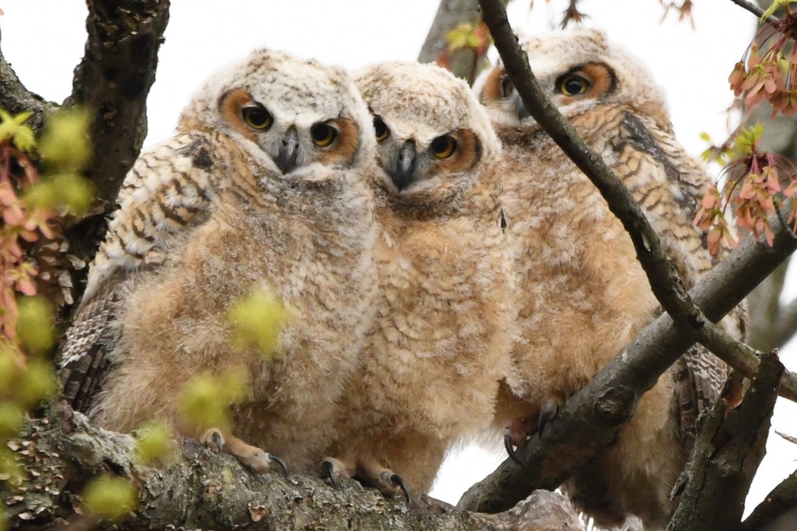 mesmerizing photograph of three owls in a tree