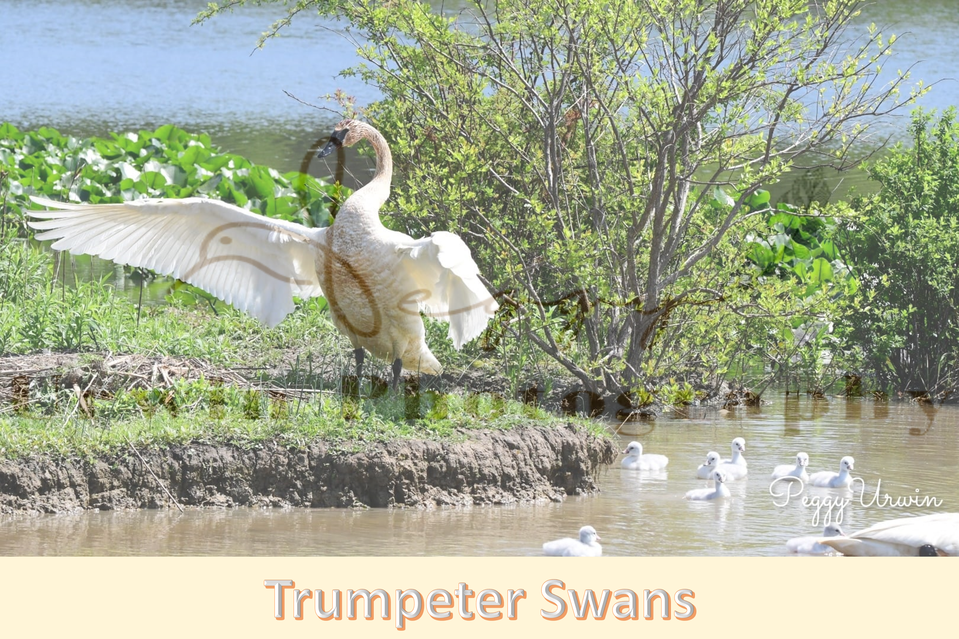 Trumpeter Swans | cygnets | Magestic Swans