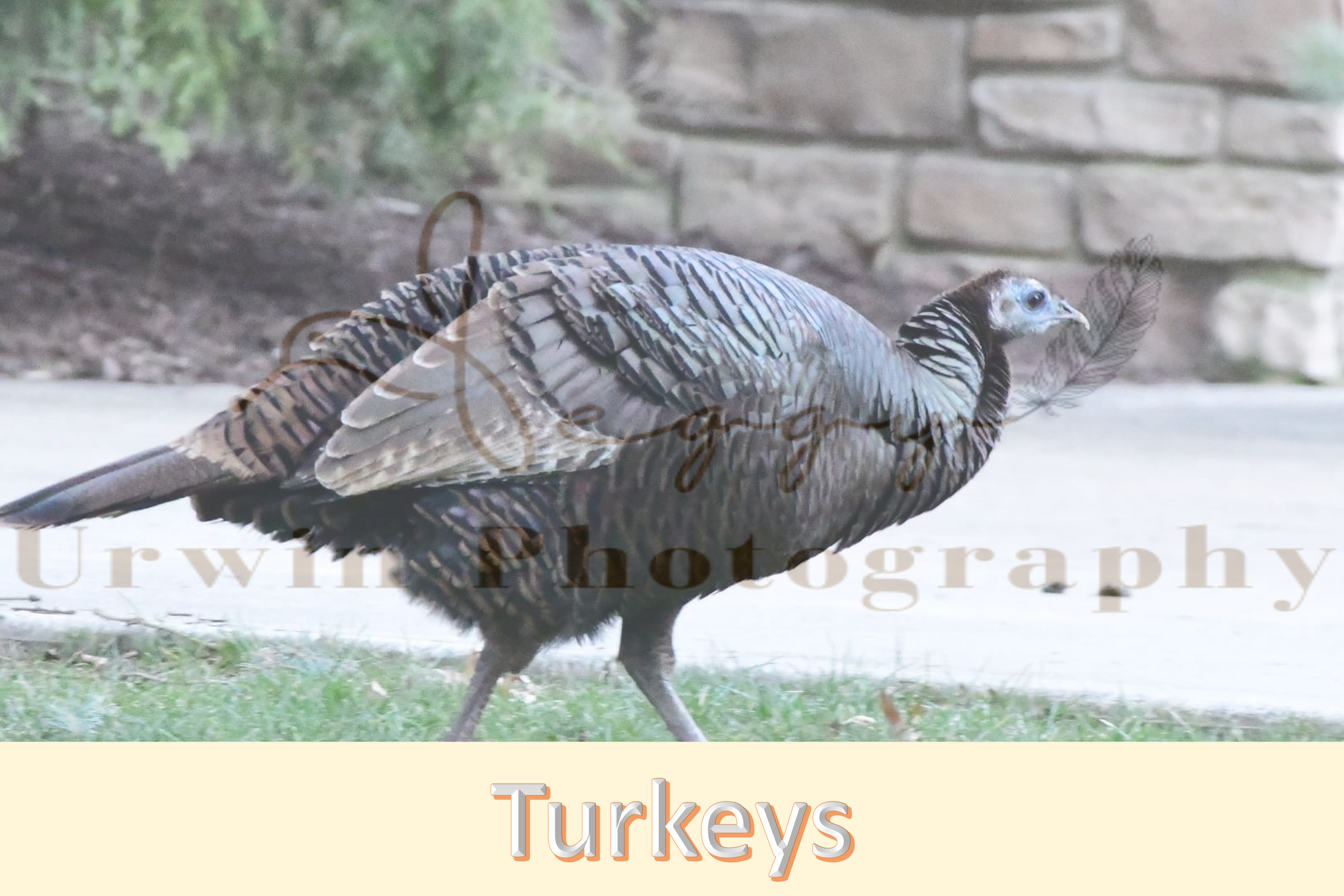 Photographs of wild Turkey | Turkeys