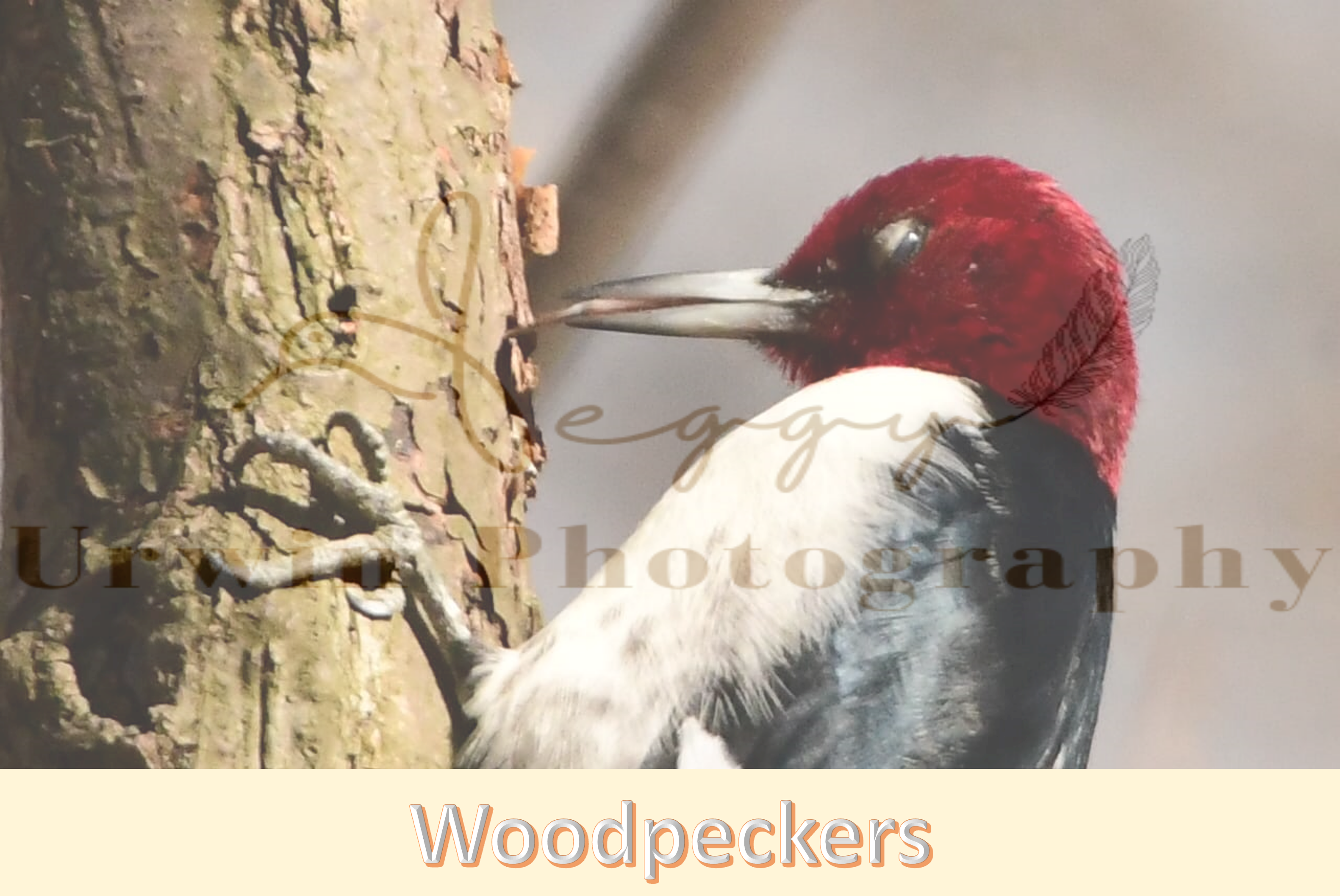 Woodpecker photography | Red-Headed Woodpeckers | Piliated Woodpeckers